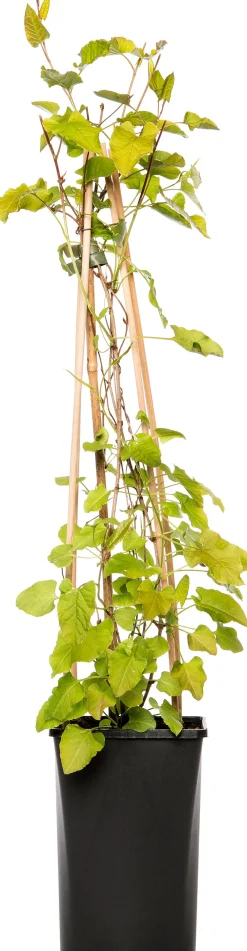 New Schlingenknöterich (Fallopia aubertii) D 16 H 75 cm Blühende Pflanzen|Kletterpflanzen