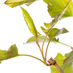 New Schlingenknöterich (Fallopia aubertii) D 16 H 75 cm Blühende Pflanzen|Kletterpflanzen