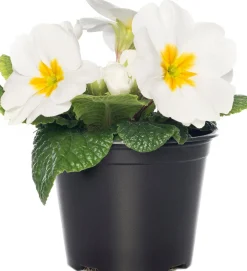 New Schlüsselblume (Primula acaulis) weiß D 10,5 H 10 cm Blühende Pflanzen|Winterharte Pflanzen