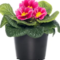 Discount Schlüsselblume (Primula acaulis) rosa D 10,5 H 10 cm Einjährige Pflanzen|Winterharte Pflanzen