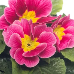 Discount Schlüsselblume (Primula acaulis) rosa D 10,5 H 10 cm Einjährige Pflanzen|Winterharte Pflanzen