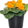 Best Schlüsselblume (Primula acaulis) orange D 10,5 H 10 cm Winterharte Pflanzen|Einjährige Pflanzen