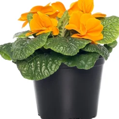 Best Schlüsselblume (Primula acaulis) orange D 10,5 H 10 cm Winterharte Pflanzen|Einjährige Pflanzen