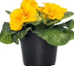 Online Schlüsselblume (Primula acaulis) gelb D 10,5 H 10 cm Blühende Pflanzen|Winterharte Pflanzen