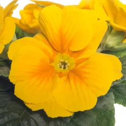 Online Schlüsselblume (Primula acaulis) gelb D 10,5 H 10 cm Blühende Pflanzen|Winterharte Pflanzen