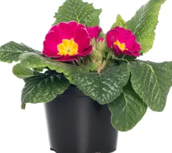 Sale Schlüsselblume (Primula acaulis) rosa geflammt D 10,5 H 10 cm Blühende Pflanzen|Winterharte Pflanzen