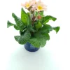 Discount Schlüsselblume (Primula elatior 'Stella Peach Melba') D 12 H 25 cm Blühende Pflanzen|Winterharte Pflanzen