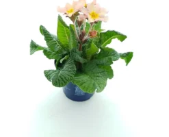Discount Schlüsselblume (Primula elatior 'Stella Peach Melba') D 12 H 25 cm Blühende Pflanzen|Winterharte Pflanzen