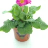 Online Schlüsselblume (Primula elatior 'Sibel Rose') D 12 H 20 cm Winterharte Pflanzen|Einjährige Pflanzen