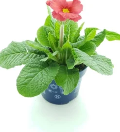 Hot Schlüsselblume (Primula elatior 'Stella Salmon Red') D 12 H 25 cm Blühende Pflanzen|Winterharte Pflanzen