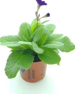 Hot Schlüsselblume (Primula elatior 'Stella Blue') D 12 H 25 cm Blühende Pflanzen|Winterharte Pflanzen