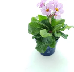Hot Schlüsselblume (Primula elatior 'Stella Lavender') D 12 H 25 cm Blühende Pflanzen|Winterharte Pflanzen