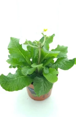 Online Schlüsselblume (Primula elatior 'Stella White') D 12 H 25 cm Blühende Pflanzen|Winterharte Pflanzen