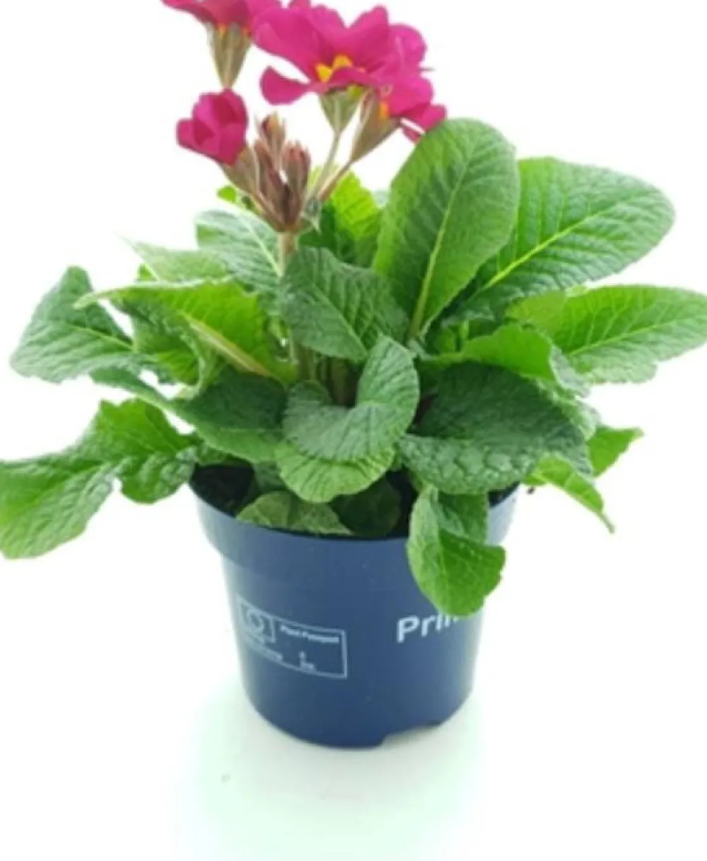 Outlet Schlüsselblume (Primula elatior 'Stella Rose') D 12 H 25 cm Blühende Pflanzen|Winterharte Pflanzen