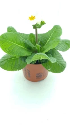 Best Schlüsselblume (Primula elatior 'Sibel White') D 12 H 20 cm Blühende Pflanzen|Winterharte Pflanzen