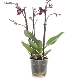 Hot Schmetterlingsorchidee 3 Triebe (Phalaenopsis) lila D 12 H 55 cm Blühende Zimmerpflanzen|Orchideen