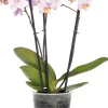 Outlet Schmetterlingsorchidee 3 Triebe (Phalaenopsis) rosa D 12 H 55 cm Blühende Zimmerpflanzen|Orchideen