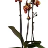 New Schmetterlingsorchidee 3 Triebe (Phalaenopsis 'DesignZ') gelb D 12 H 55 cm Blühende Zimmerpflanzen|Orchideen