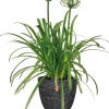 Discount Schmucklilie (Agapanthus africanus 'Whitney') D 24 H 70 cm Mehrjährige Pflanzen|Agapanthus
