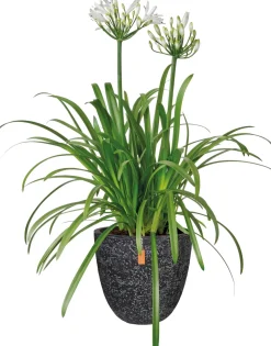 Discount Schmucklilie (Agapanthus africanus 'Whitney') D 24 H 70 cm Mehrjährige Pflanzen|Agapanthus