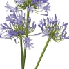 Sale Schmucklilie (Agapanthus africanus 'Amourette Blue') D 17 H 70 cm Mehrjährige Pflanzen|Agapanthus