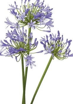 Sale Schmucklilie (Agapanthus africanus 'Amourette Blue') D 17 H 70 cm Mehrjährige Pflanzen|Agapanthus