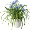 Schmucklilie (Agapanthus africanus 'Amourette Blue') D 23 H 70 cm Blühende Pflanzen|Immergrüne Pflanzen