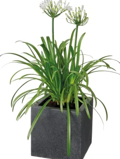 New Schmucklilie (Agapanthus africanus 'Amourette White') D 17 H 70 cm Blühende Pflanzen|Mehrjährige Pflanzen