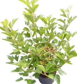 Sale Schneeball (Viburnum opulus 'Compactum') D 23 H 50 cm Viburnum