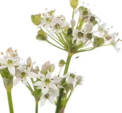 Hot Schnittknoblauch (Allium tuberosum) D 11 H 10 cm Blühende Pflanzen|Winterharte Pflanzen