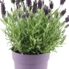 Clearance Schopflavendel (Lavandula stoechas) D 14 H 10 cm Immergrüne Pflanzen|Winterharte Pflanzen