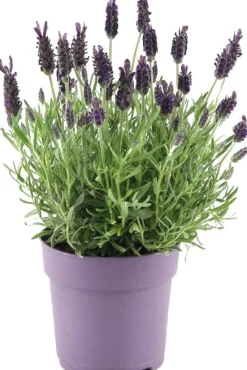 Clearance Schopflavendel (Lavandula stoechas) D 14 H 10 cm Immergrüne Pflanzen|Winterharte Pflanzen