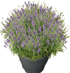 Outlet Schopflavendel (Lavandula stoechas 'Marseille') D 19 H 35 cm Blühende Pflanzen|Immergrüne Pflanzen