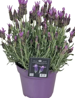 Discount Schopflavendel (Lavandula stoechas 'Greek Mountain') D 15 H 25 cm Blühende Pflanzen|Immergrüne Pflanzen