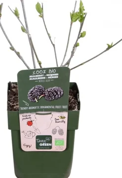 Best Schwarze Maulbeere (Morus nigra 'Mulle') H 45 cm Blühende Pflanzen|Obstbäume & -Sträucher