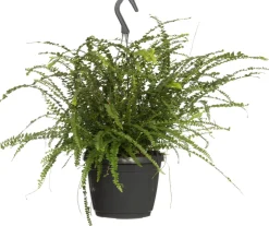 Online Schwertfarn (Nephrolepis 'Duffi') D 17 H 35 cm Für Schatten|Luftreinigende Pflanzen