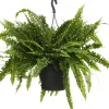 Outlet Schwertfarn (Nephrolepis exaltata 'Green Lady') D 20 H 60 cm Luftreinigende Pflanzen|Grünpflanzen