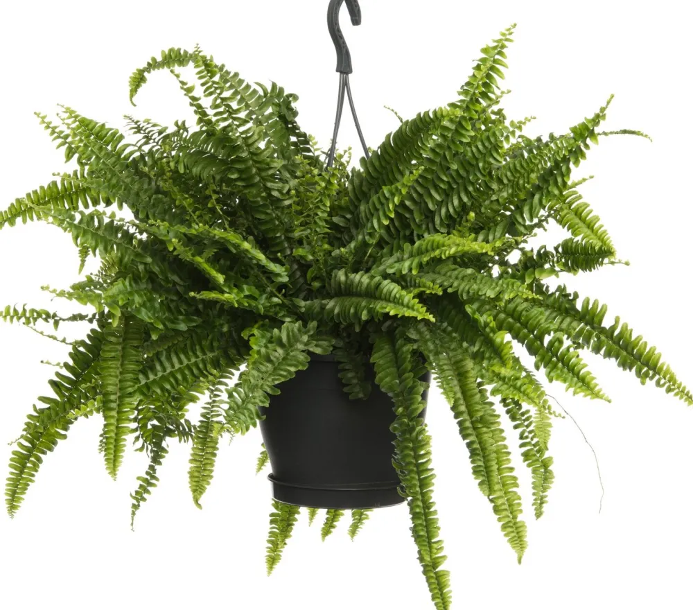 Outlet Schwertfarn (Nephrolepis exaltata 'Green Lady') D 20 H 60 cm Luftreinigende Pflanzen|Grünpflanzen