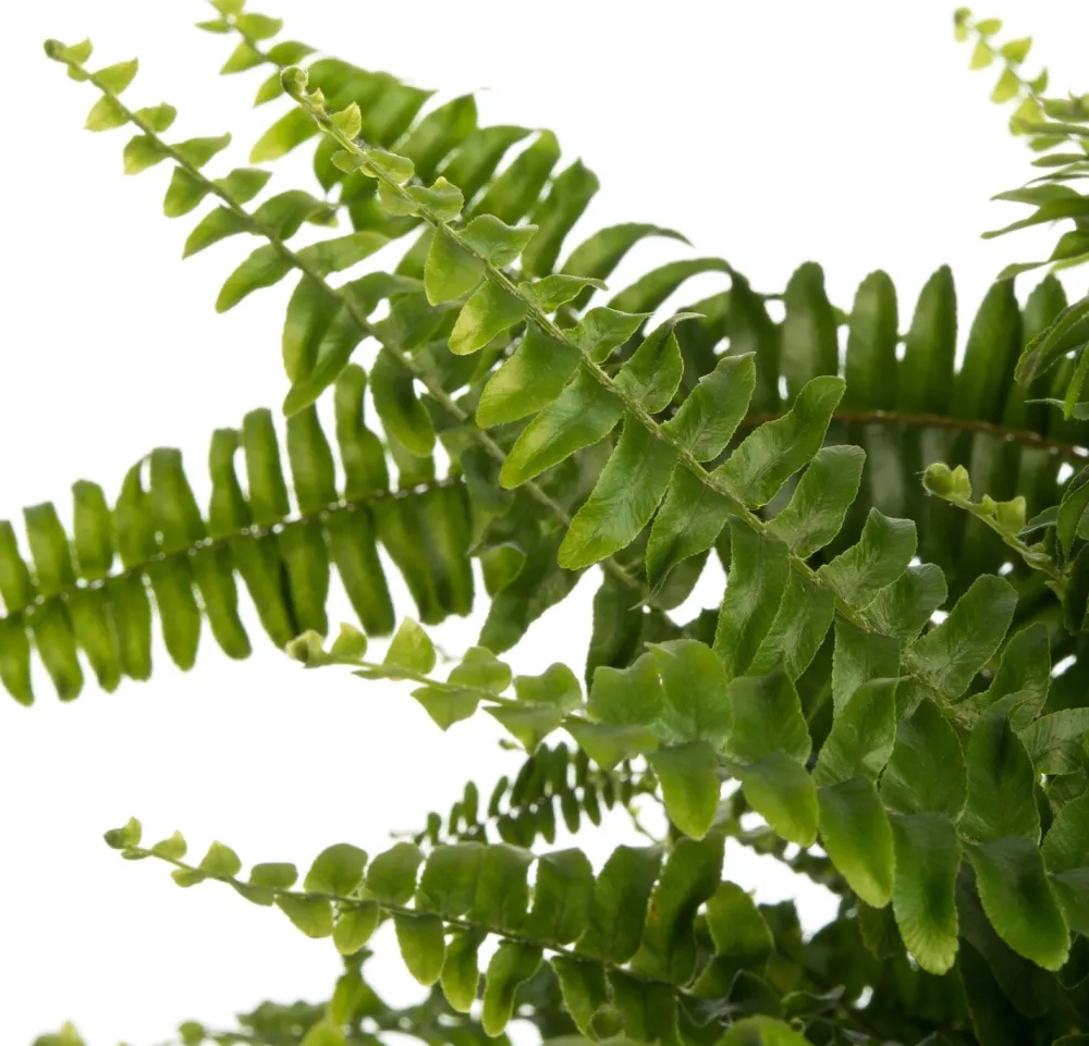 Outlet Schwertfarn (Nephrolepis exaltata 'Green Lady') D 20 H 60 cm Luftreinigende Pflanzen|Grünpflanzen