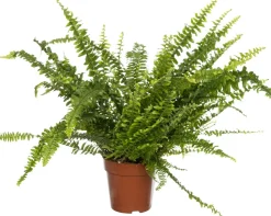 New Schwertfarn (Nephrolepis exaltata 'Green Lady') D 12 cm H 35 cm Luftreinigende Pflanzen|Grünpflanzen