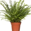 Online Schwertfarn (Nephrolepis exaltata 'Green Lady') D 17 cm H 55 cm Für Schatten|Luftreinigende Pflanzen