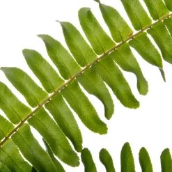 Online Schwertfarn (Nephrolepis exaltata 'Green Lady') D 17 cm H 55 cm Für Schatten|Luftreinigende Pflanzen