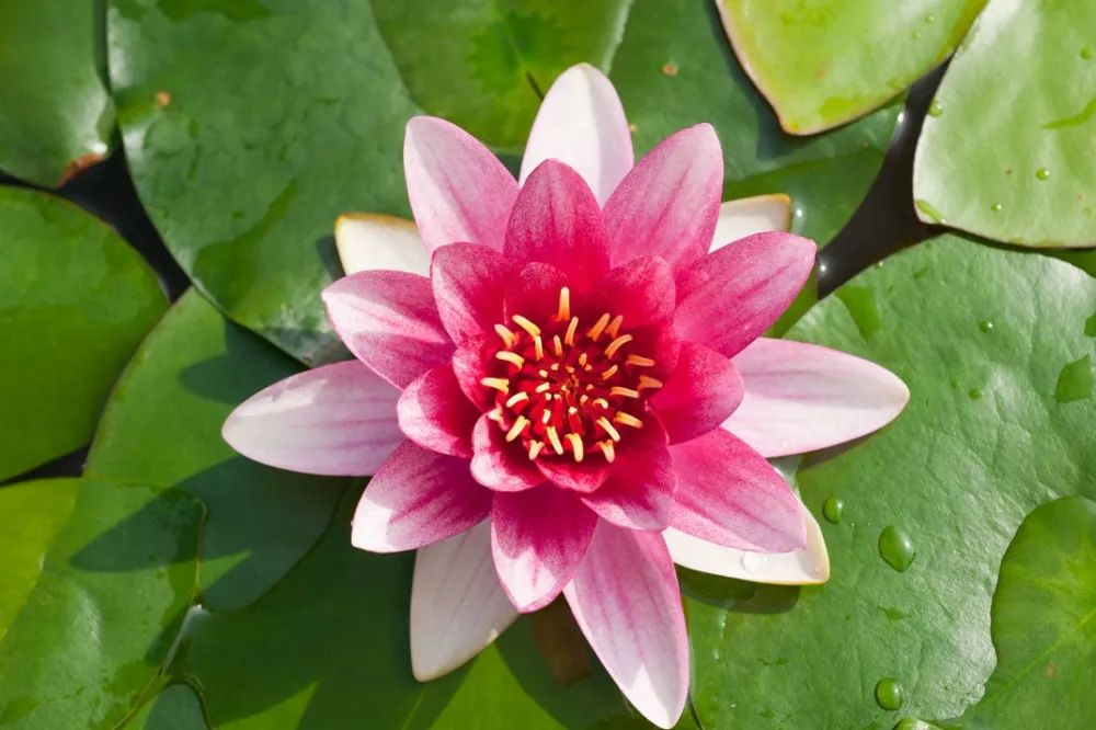 Seerose (Nymphaea 'Attraction') D 11 H 30 cm Teichpflanzen|Blühende Pflanzen