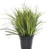New Segge (Carex morrowii 'Ice Dance') D 17 H 40 cm Immergrüne Pflanzen|Winterharte Pflanzen