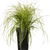 Online Segge (Carex oshimensis 'Eversheen') D 17 H 30 cm Immergrüne Pflanzen|Winterharte Pflanzen