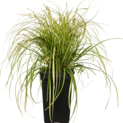 Online Segge (Carex oshimensis 'Eversheen') D 17 H 30 cm Immergrüne Pflanzen|Winterharte Pflanzen