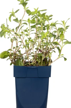 Discount Seifenkraut (Saponaria officinalis) D 11 H 15 cm Blühende Pflanzen|Winterharte Pflanzen