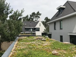 Online Sempergreen Sedummatte 200 x 60 x 2 cm Blühende Pflanzen|Immergrüne Pflanzen