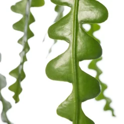 Discount Sägeblattkaktus (Epiphyllum anguliger) D 14 H 30 cm Für Sonne|Kakteen & Sukkulenten