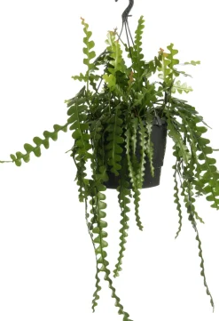 New Sägeblattkaktus (Epiphyllum anguliger) D 12 H 25 cm Kleine Zimmerpflanzen|Für Sonne